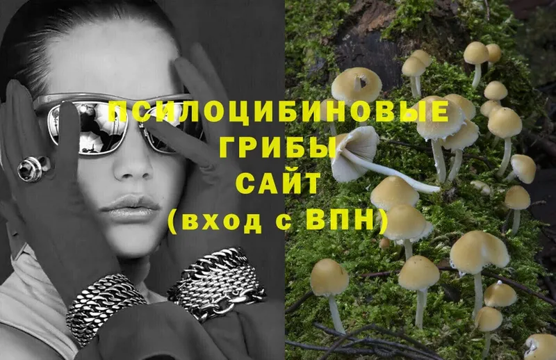 Псилоцибиновые грибы Cubensis Кировград